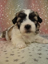 Male teddy bear puppies for sale Shih tzu bichon puppy #8 Born August 23, 2011